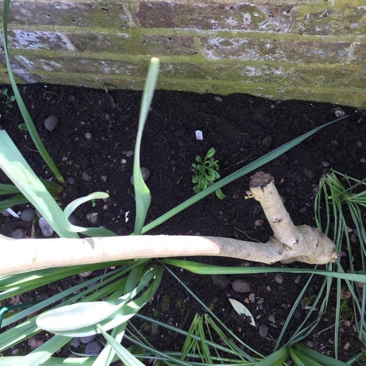 plant image 669430