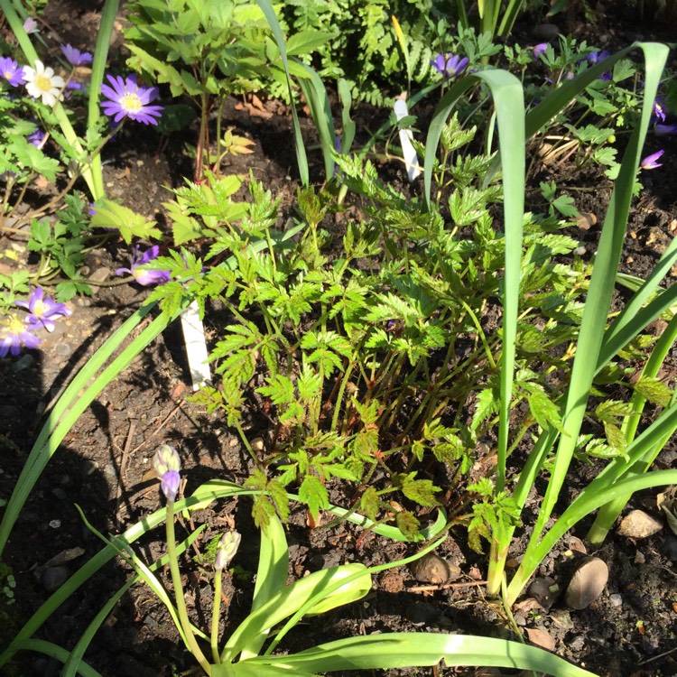 plant image 669465 plant image 669465