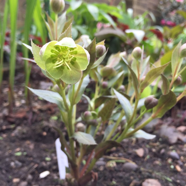 plant image 669904 plant image 669904