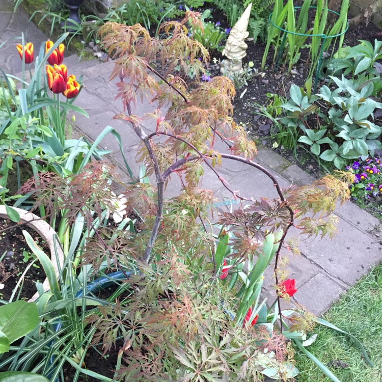 plant image 673497 plant image 673497