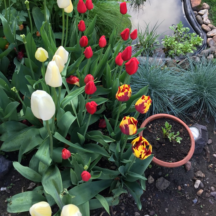 plant image 673501