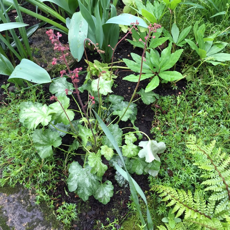 plant image 677655 plant image 677655