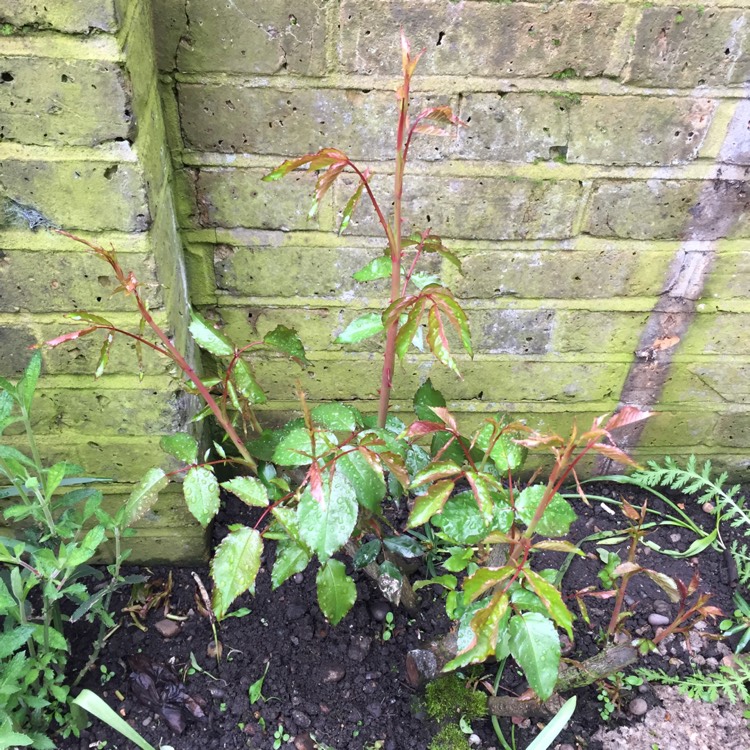 plant image 677664 plant image 677664