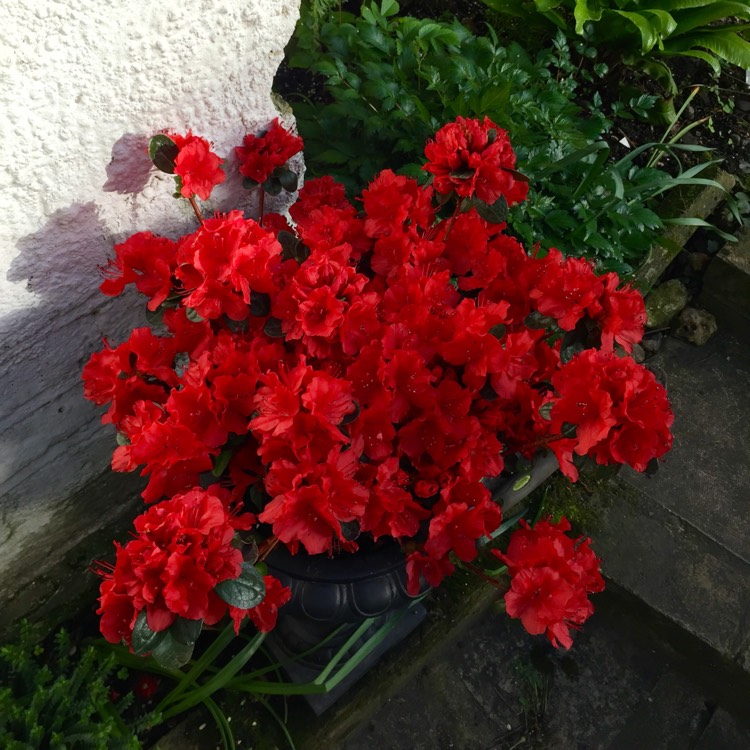 plant image 701624 plant image 701624
