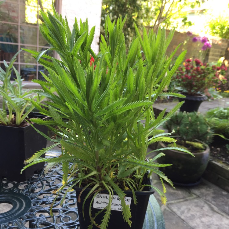 Plant image Achillea Ageratum