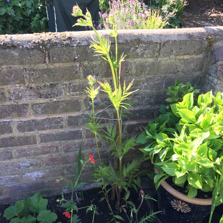 Plant image Valeriana officinalis