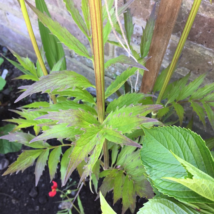 plant image 704274