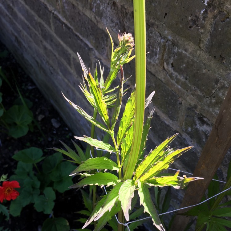 plant image 704275