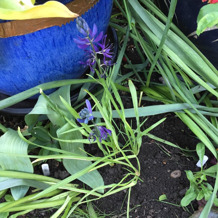 plant image 704278