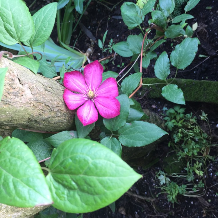 plant image 707323