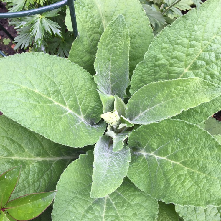 plant image 715479 plant image 715479