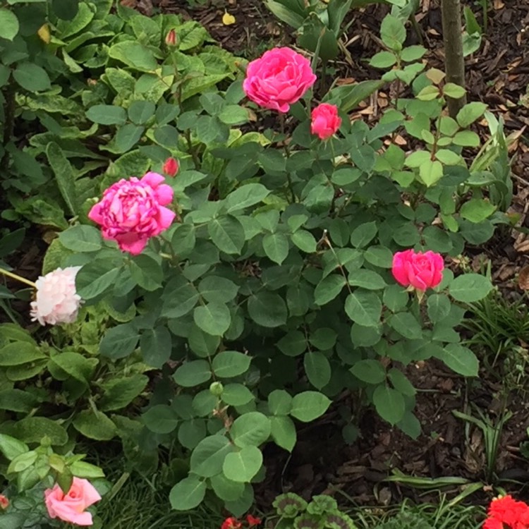 plant image 722887 plant image 722887