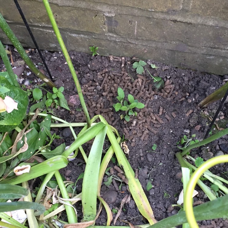 plant image 728346 plant image 728346