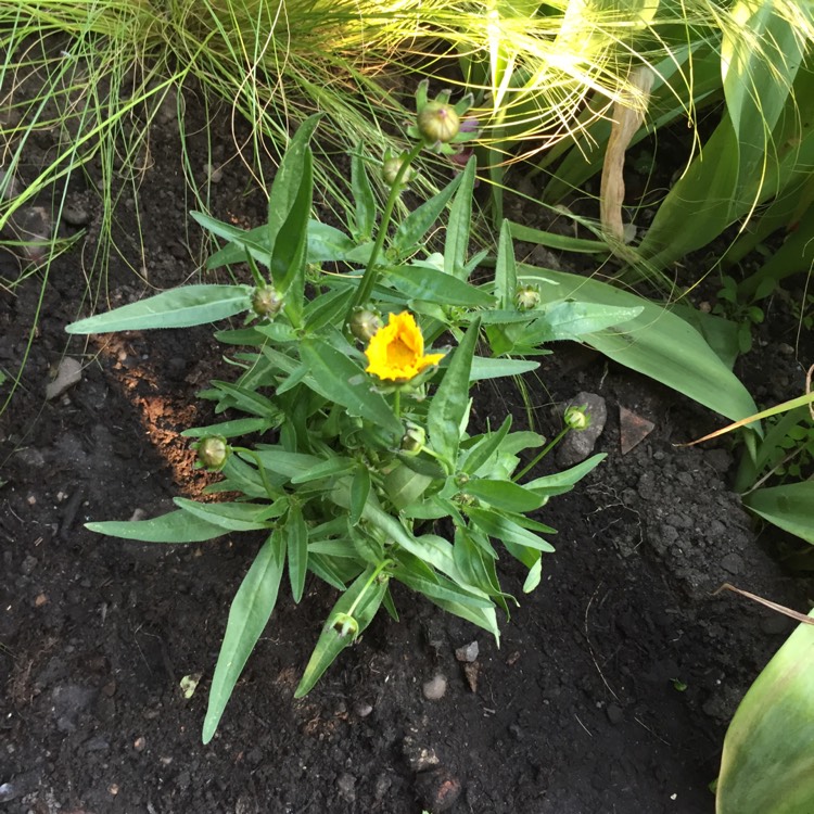 plant image 728405 plant image 728405