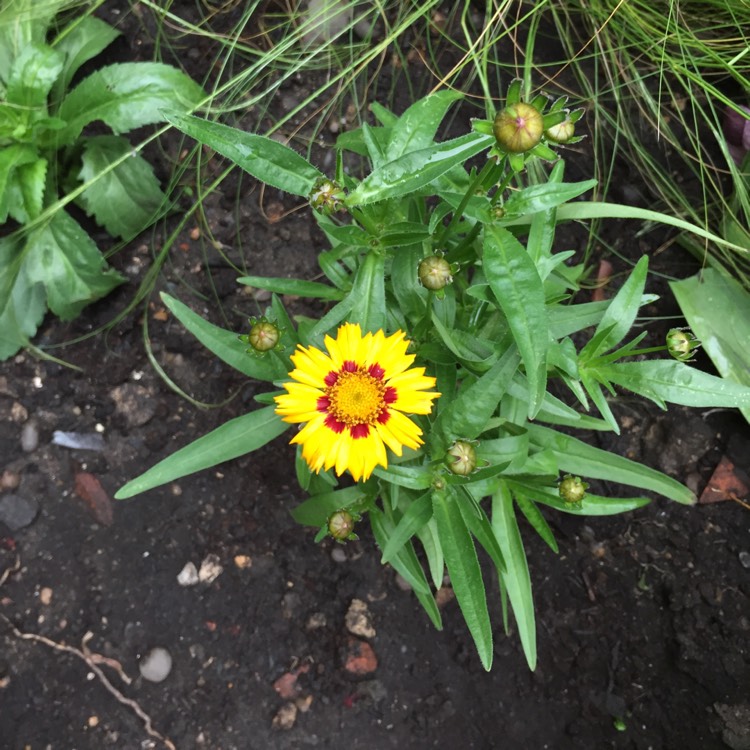 plant image 729892 plant image 729892