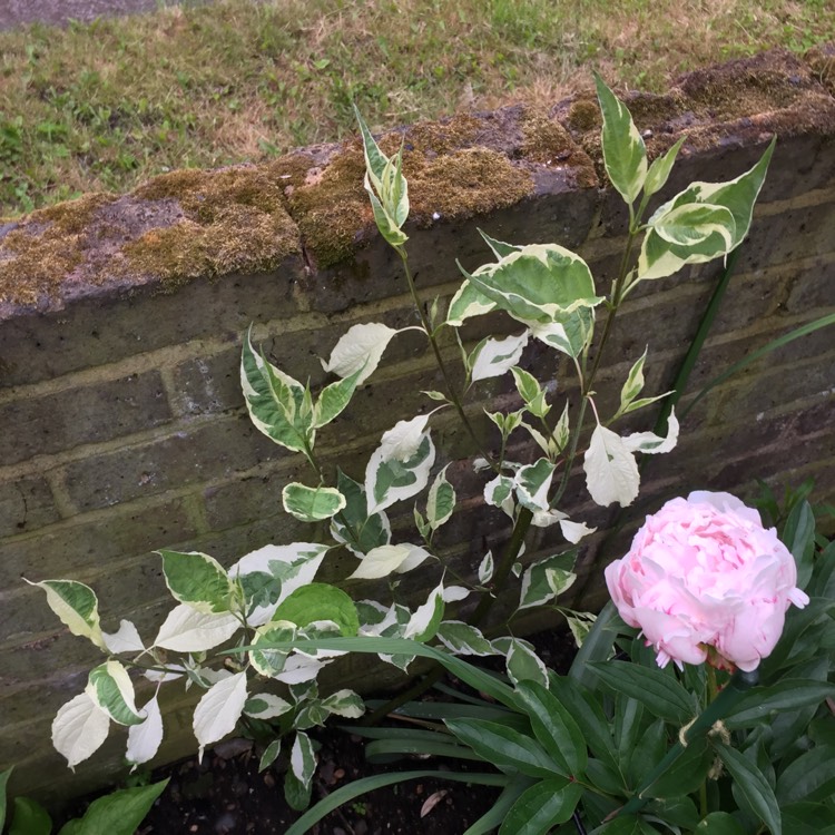 Plant image Cornus alba 'Sibirica Variegata'