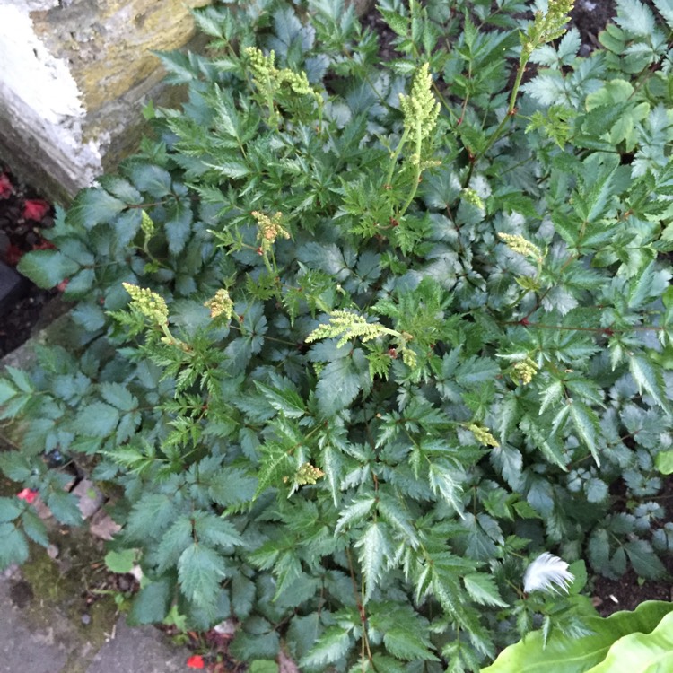 plant image 733344 plant image 733344