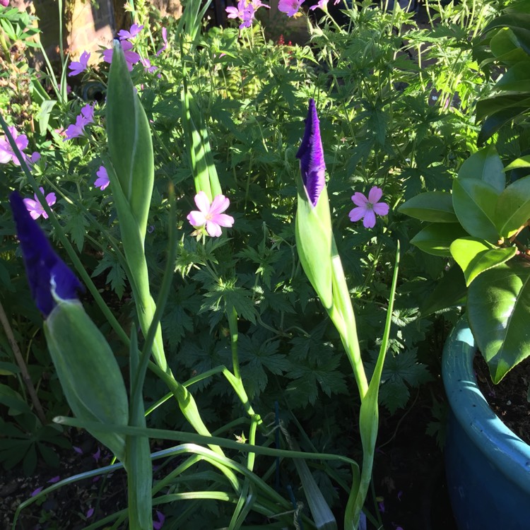 plant image 741866 plant image 741866