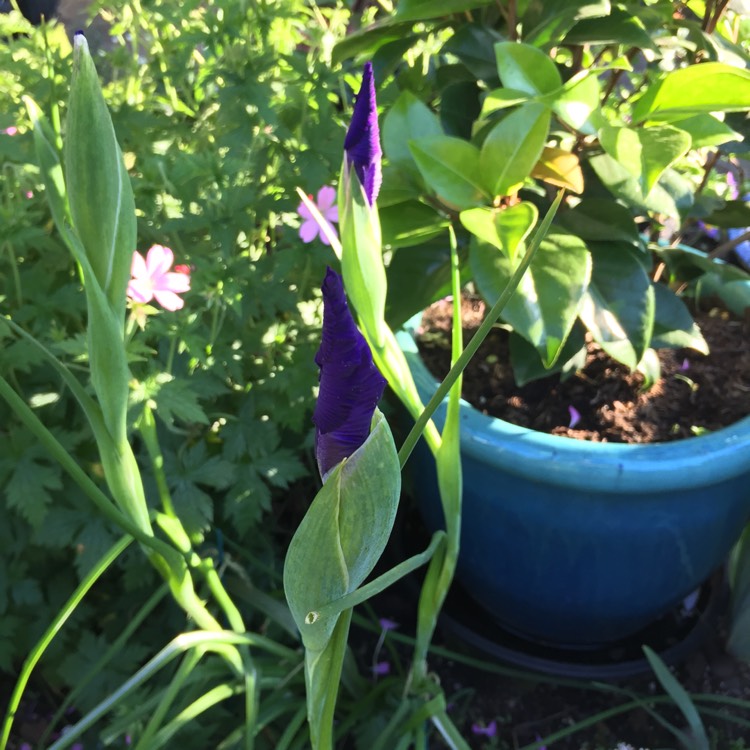 plant image 741868 plant image 741868