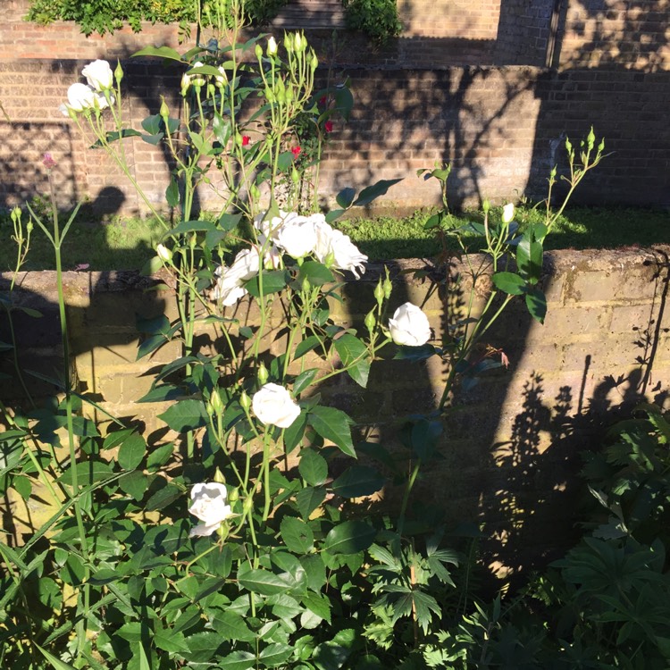 plant image 741876 plant image 741876