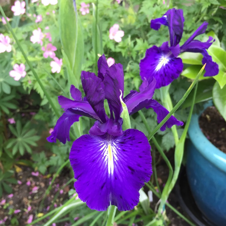 plant image 743172 plant image 743172