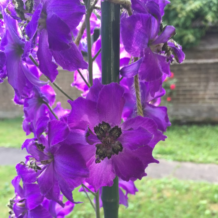 plant image 745805