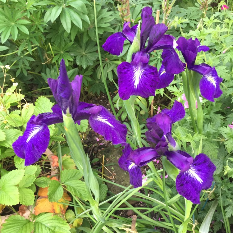 plant image 747038 plant image 747038