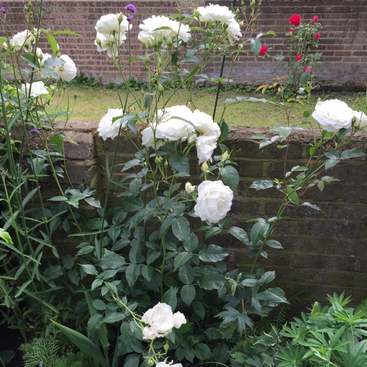 plant image 748946 plant image 748946