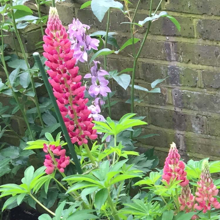 plant image 748974 plant image 748974