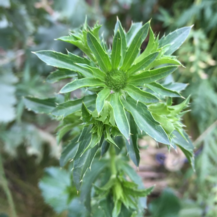 plant image 751653
