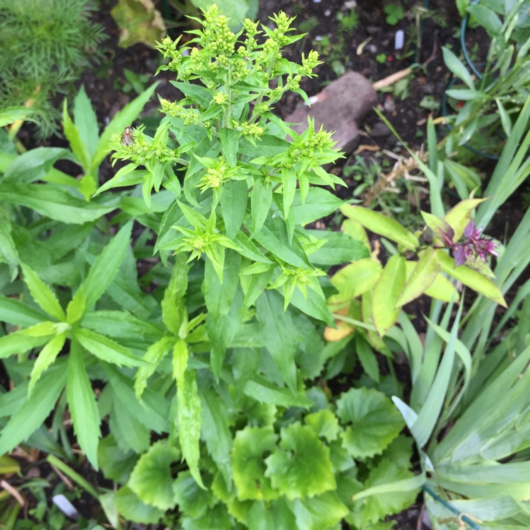 plant image 751661