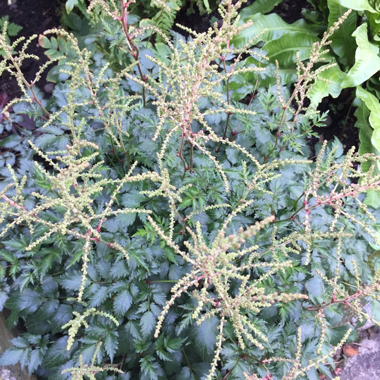 plant image 751668 plant image 751668