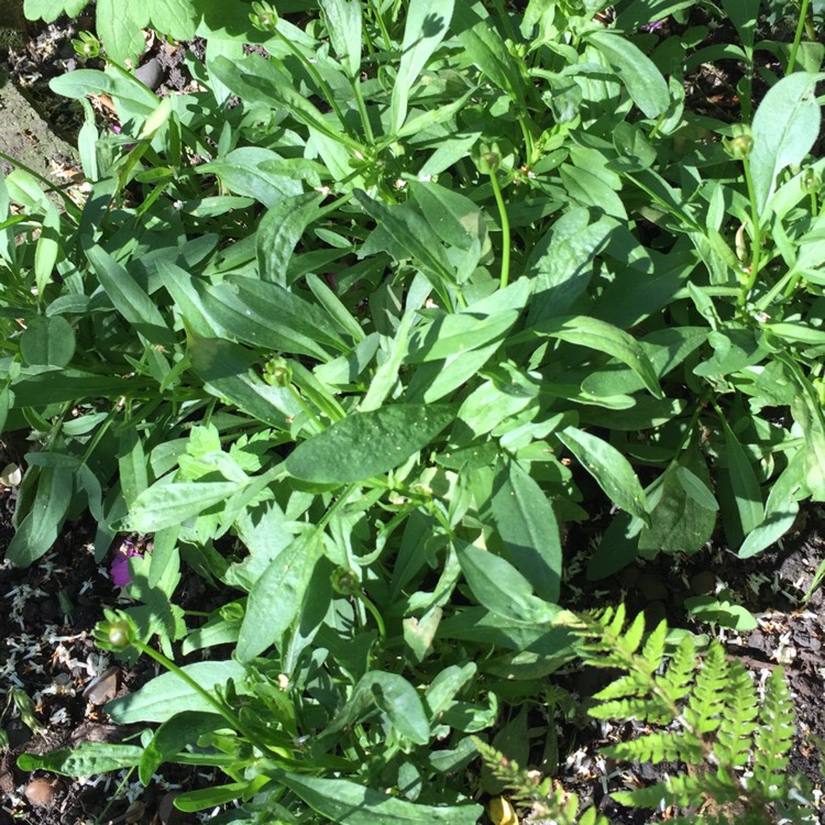 plant image 754913 plant image 754913