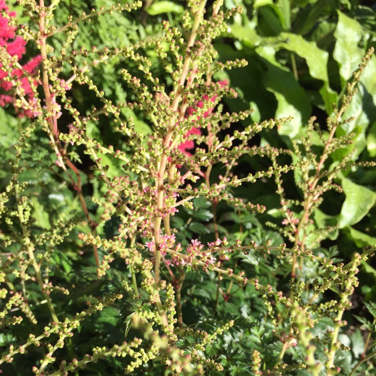 plant image 755884 plant image 755884