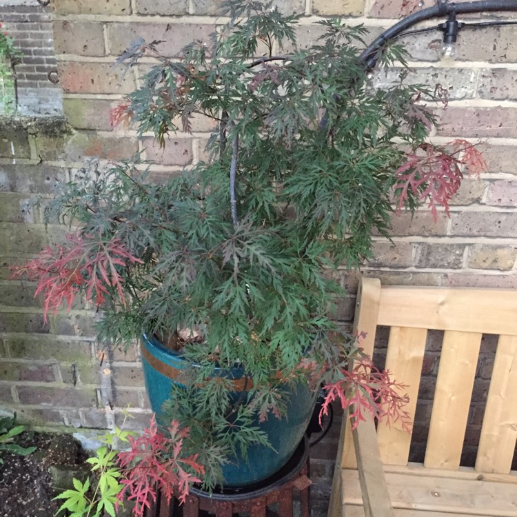 plant image 764434 plant image 764434