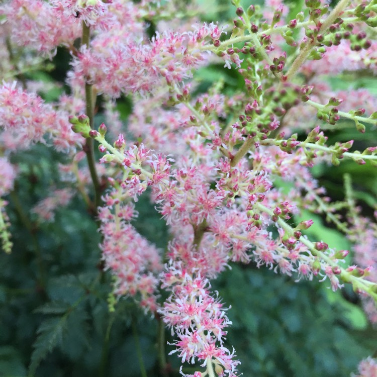 plant image 765495 plant image 765495