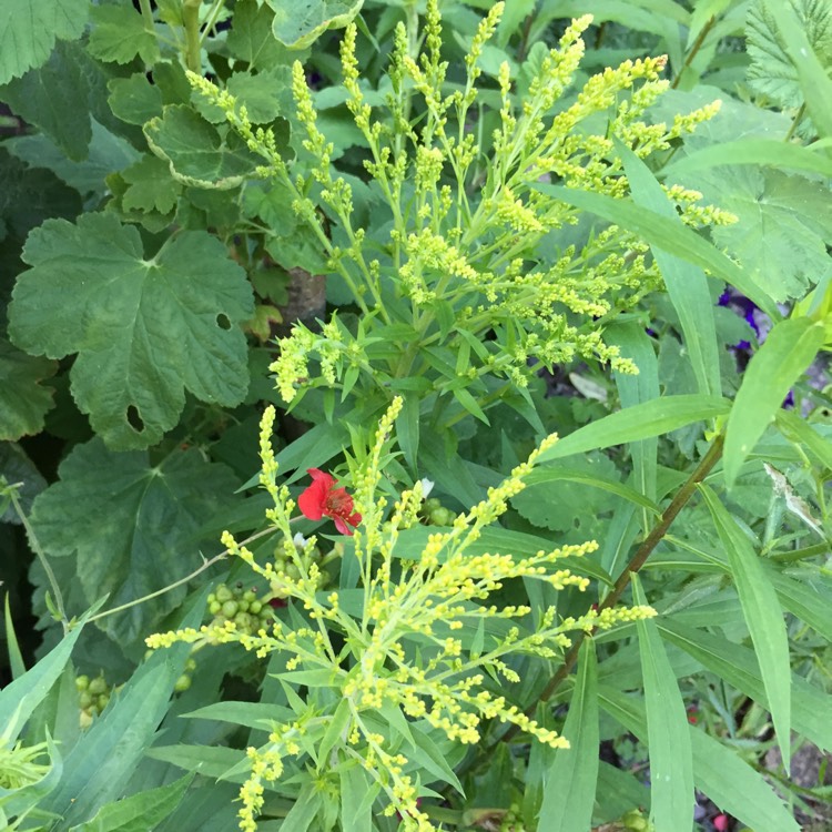 plant image 765497