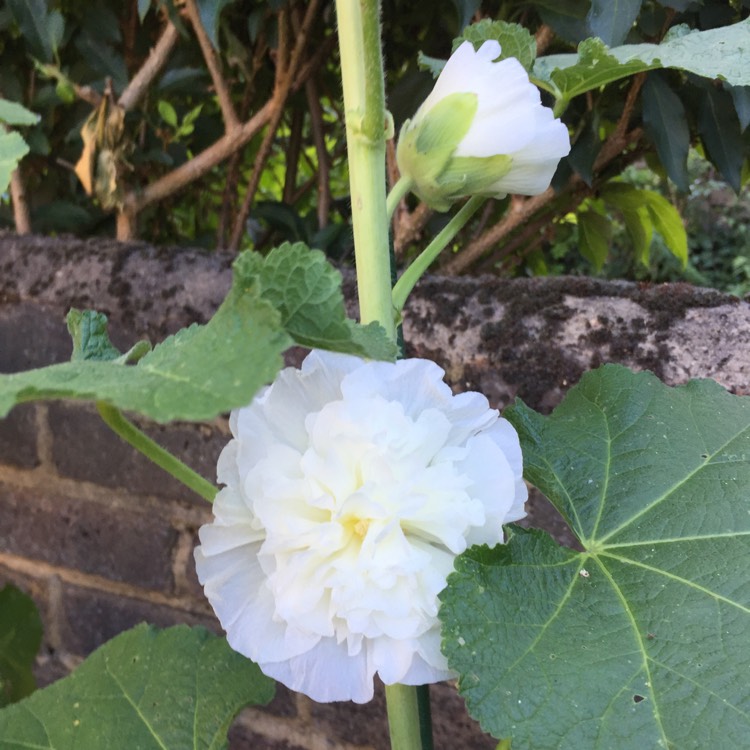 plant image 765507