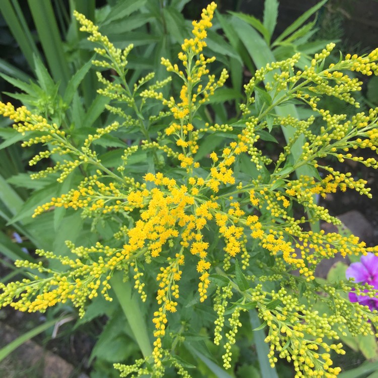 plant image 777294
