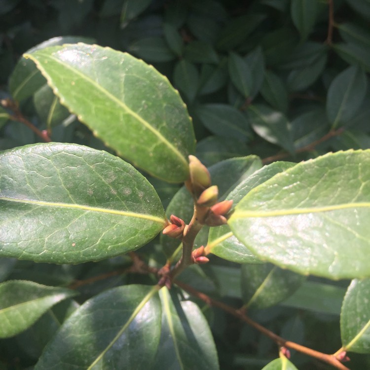 plant image 777410 plant image 777410