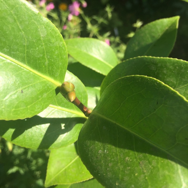 plant image 777411 plant image 777411