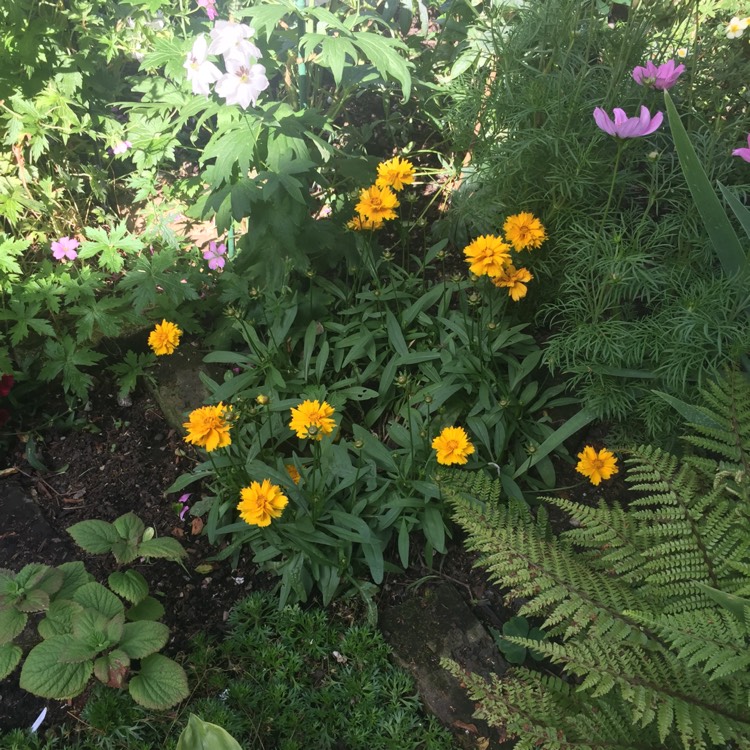 plant image 777412 plant image 777412