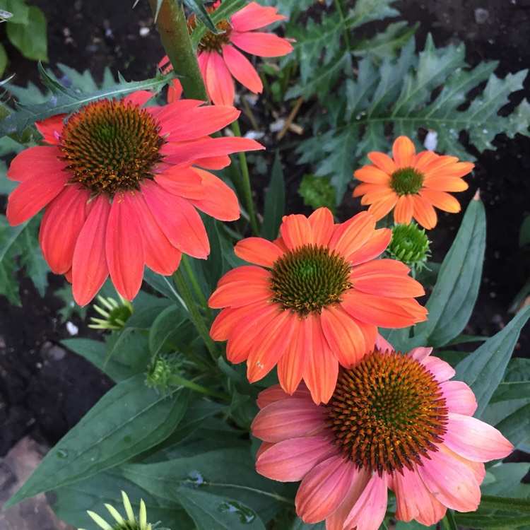 plant image 785229 plant image 785229