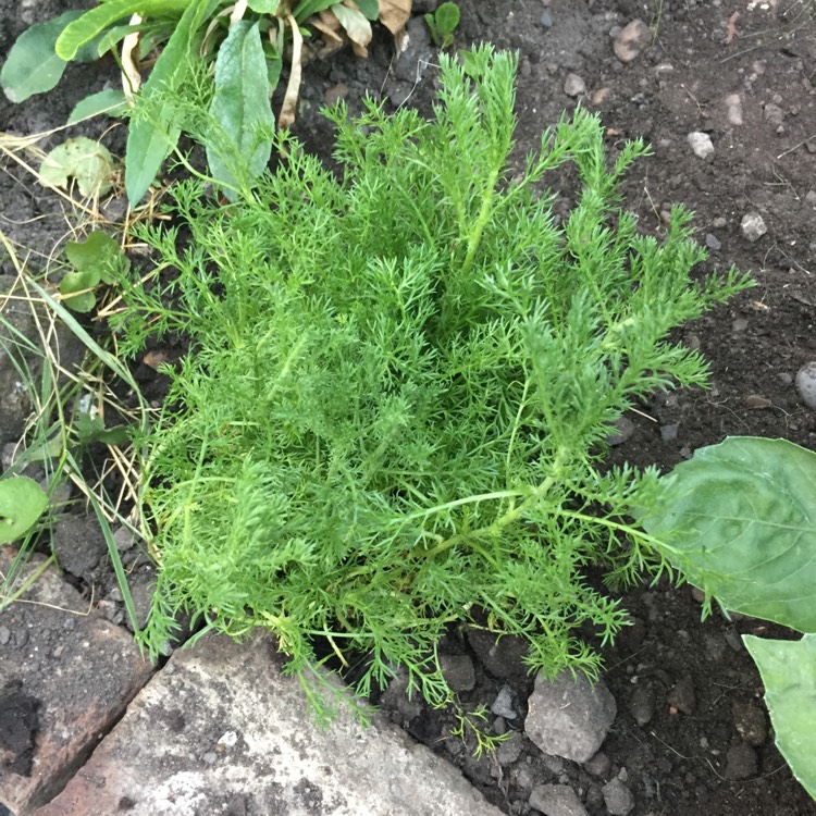 plant image 786463