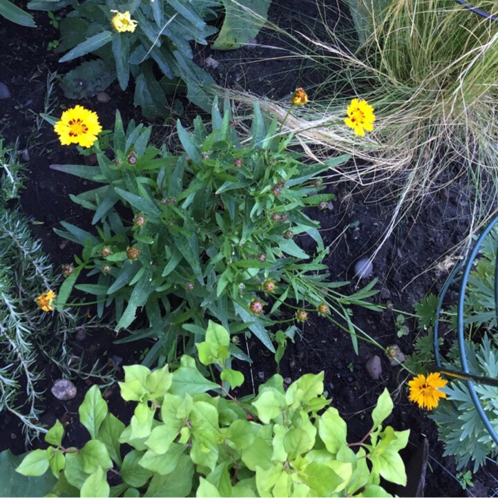 plant image 787882 plant image 787882