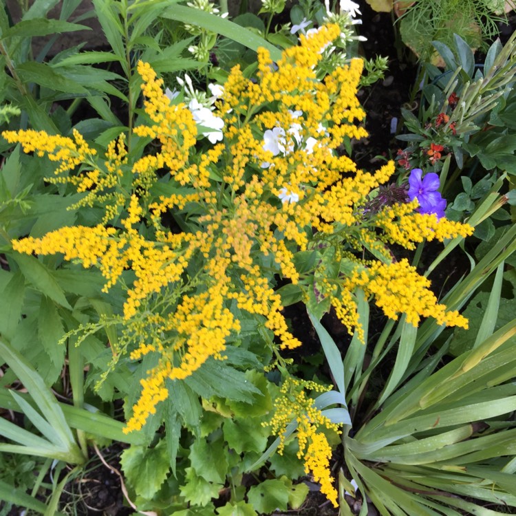 plant image 787889