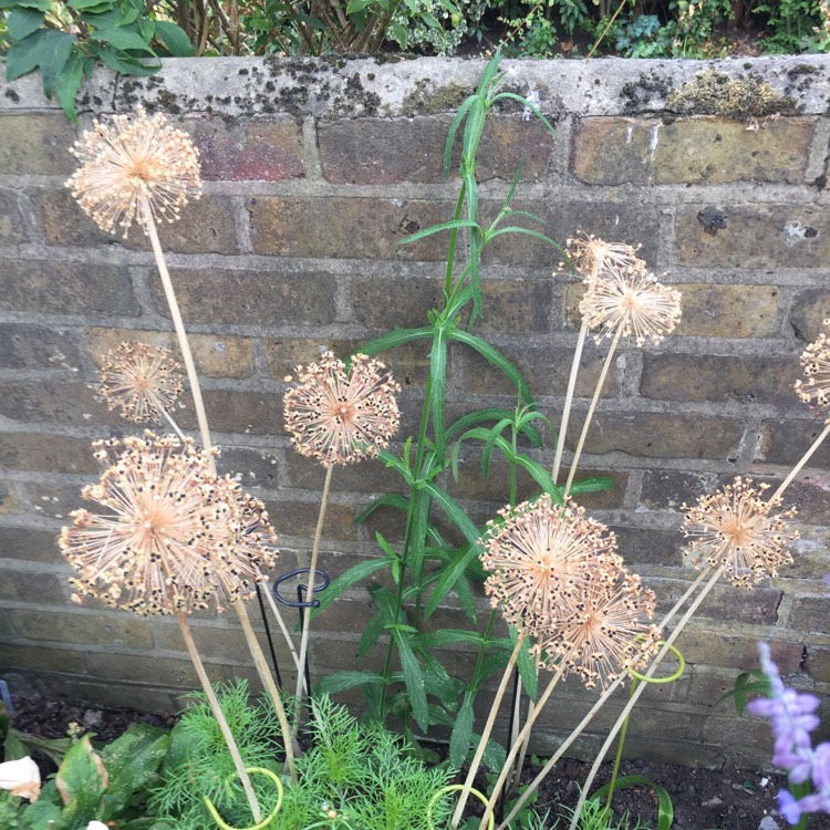 plant image 792452 plant image 792452