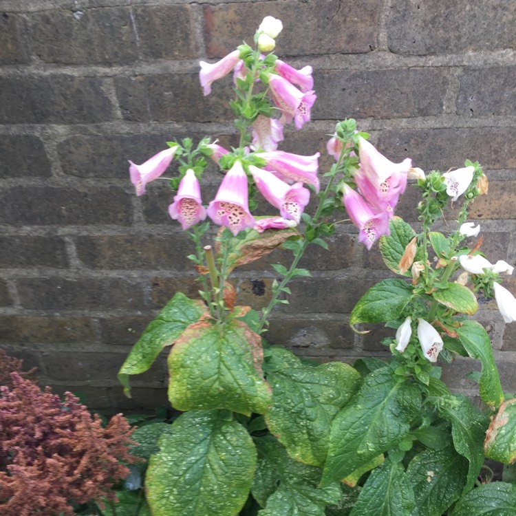 plant image 792455 plant image 792455