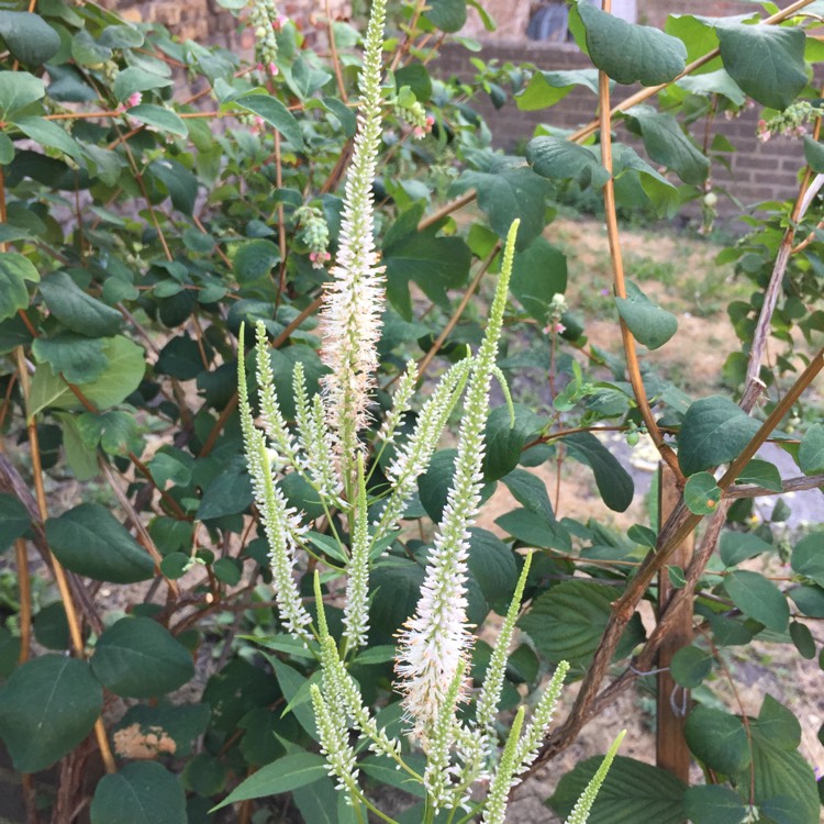 plant image 798875 plant image 798875