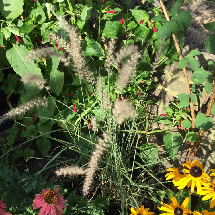 plant image 805188